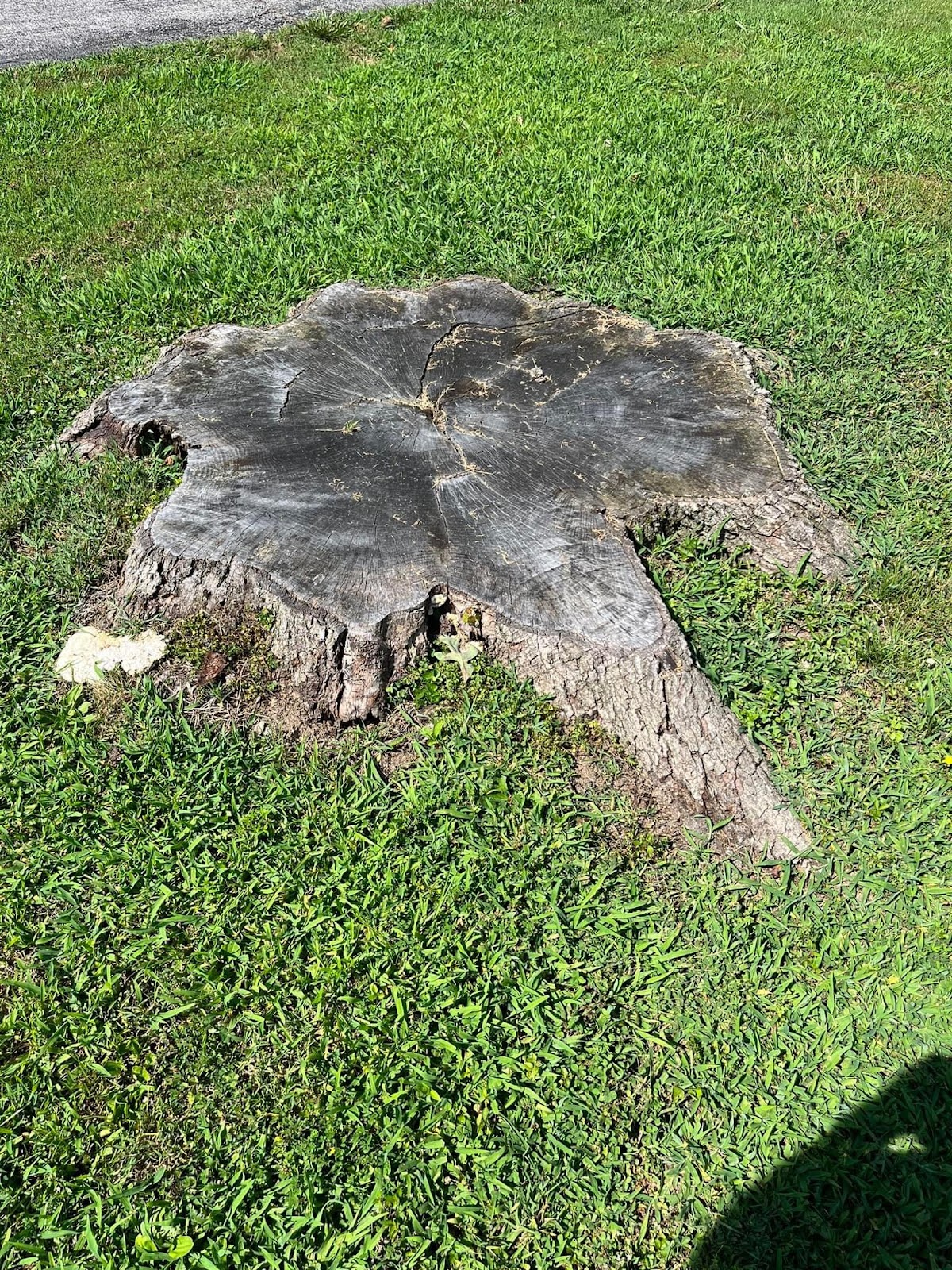 A large, wide stump sitting in a lawn