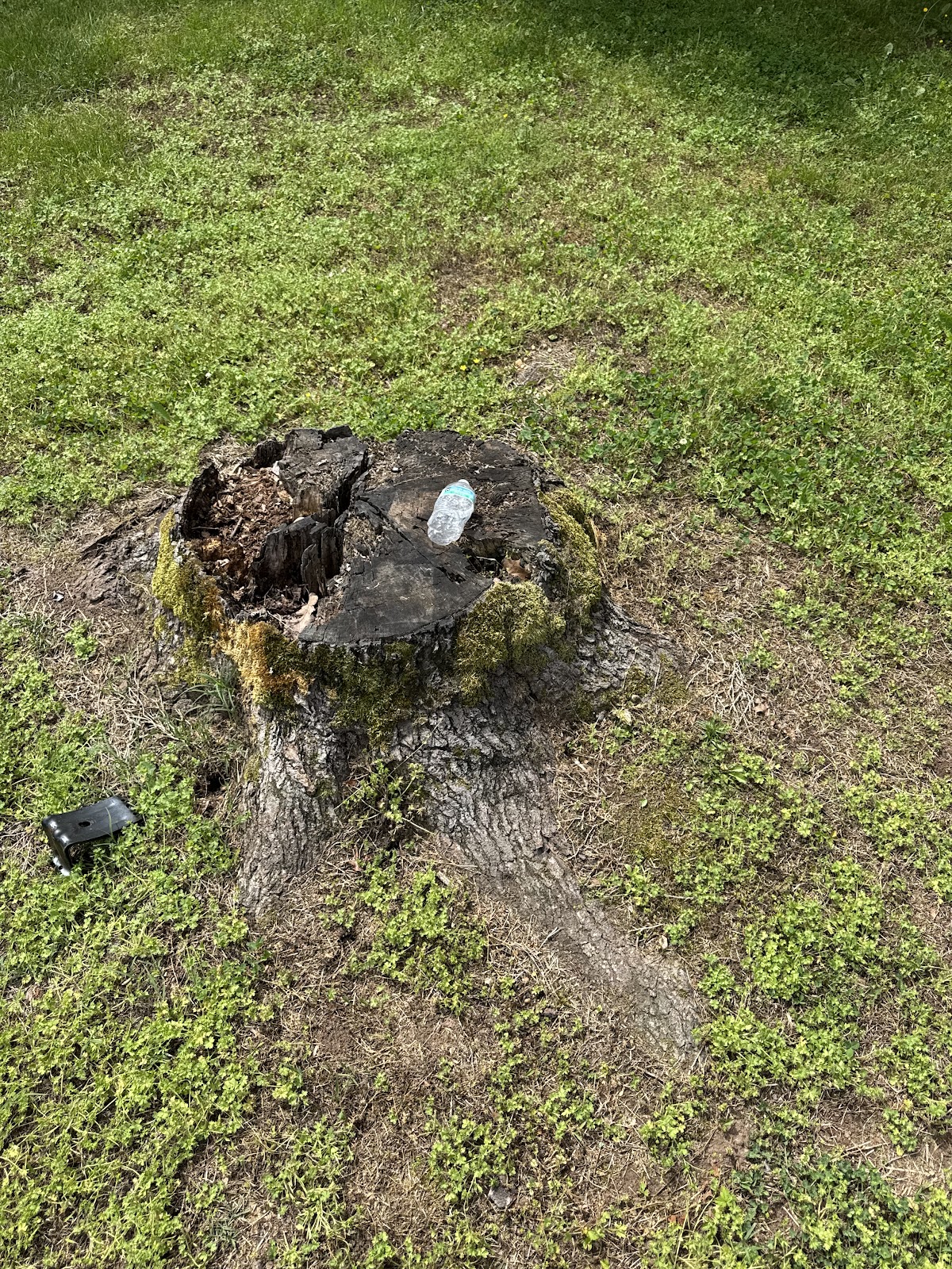 An old weathered stump in a lawn before grinding